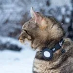 best pet monitoring devices