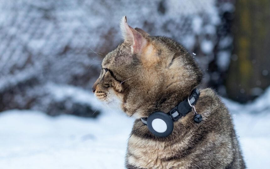 best pet monitoring devices